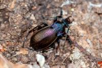Carabus nemoralis