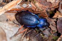 Carabus problematicus
