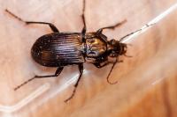 Abax parallelepipedus
