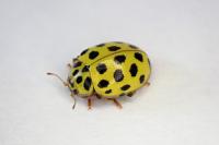 Psyllobora vigintiduopunctata