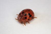 Subcoccinella vigintiquatuorpunctata