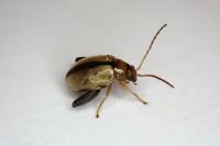 Longitarsus