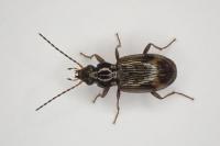 Bembidion dentellum