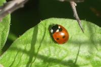 Coccinella septempunctata