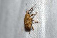 Curculio venosus