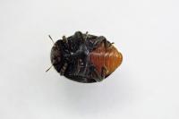 Rhyzobius forestieri