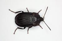 Phosphuga atrata