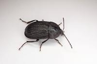 Phosphuga atrata