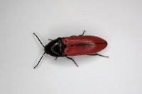Ampedus sanguinolentus