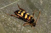Leptura aurulenta