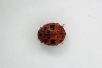 Subcoccinella vigintiquatuorpunctata