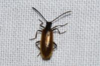Lagria hirta