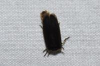 Lampyris noctiluca