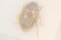 Rhyzobius litura