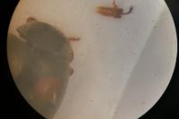 Scymnus bivulnerus