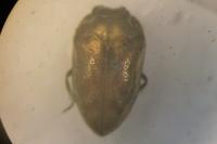 Habroloma triangulare