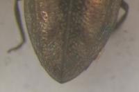 Habroloma triangulare