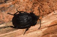 Phosphuga atrata