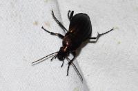 Carabus cancellatus