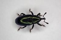 Aulacobaris coerulescens