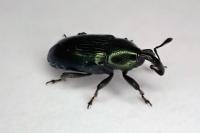 Aulacobaris coerulescens