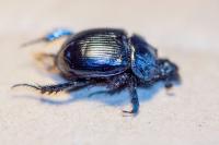 Typhaeus typhoeus