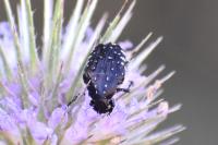 Oxythyrea funesta