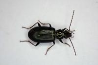 Bembidion coeruleum