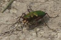 Cicindela campestris