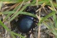 Timarcha goettingensis