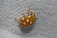 Halyzia sedecimguttata