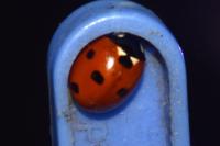 Coccinella septempunctata