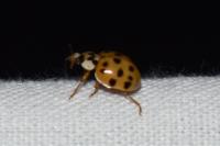 Harmonia axyridis