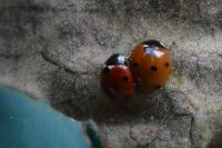 Coccinella septempunctata