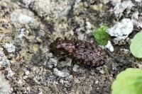 Elaphrus cupreus