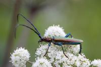 Aromia moschata