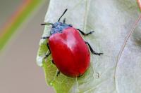 Chrysomela populi