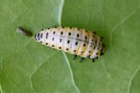 Chrysomela populi