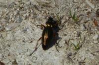 Carabus auratus