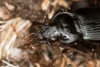 Nebria salina