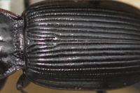 Nebria salina
