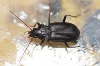 Nebria salina