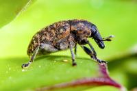 Larinus turbinatus