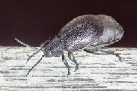 Galeruca tanaceti