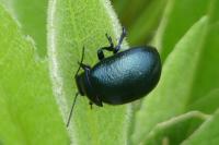 Chrysolina fuliginosa