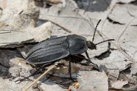 Silpha carinata
