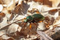 Carabus auratus