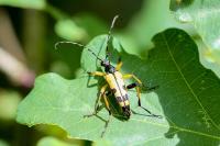 Rutpela maculata