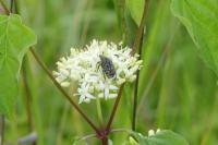 Oxythyrea funesta