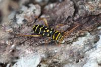 Plagionotus arcuatus